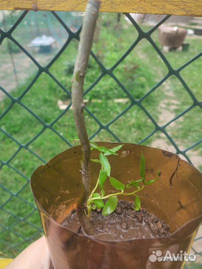 Ива извилистая матсудана