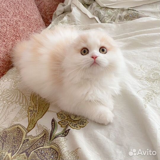 Шотландский котенок