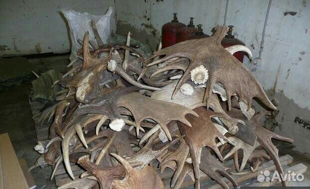 Рога лося и оленя