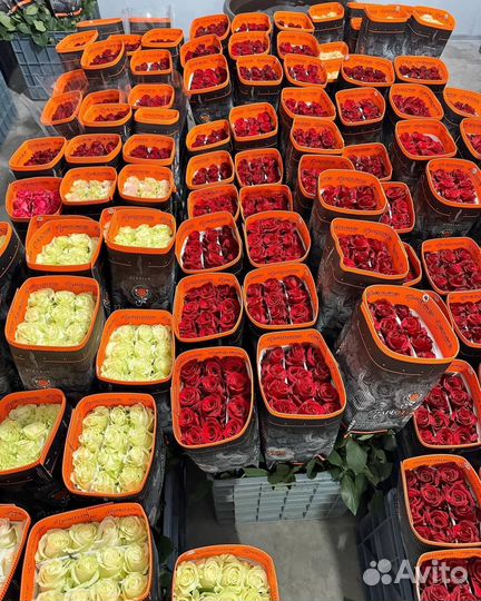 Цветы розы и букеты с доставкой