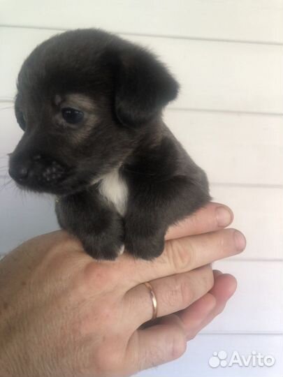 Щенки метисы джек рассел