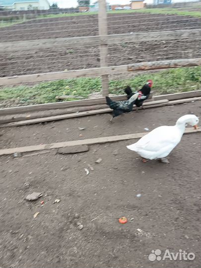 Молодые петухи