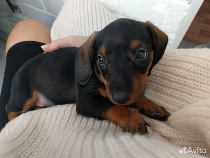 Собаки щенки таксы