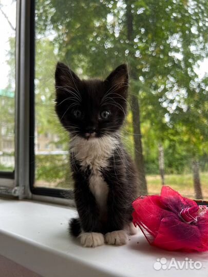 Котенок мальчик бесплатно