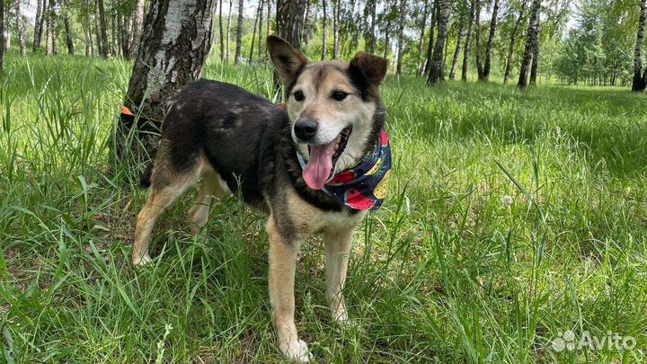 Очень добрый пёс в поисках дома