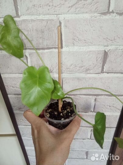 Филодендроны, монстеры