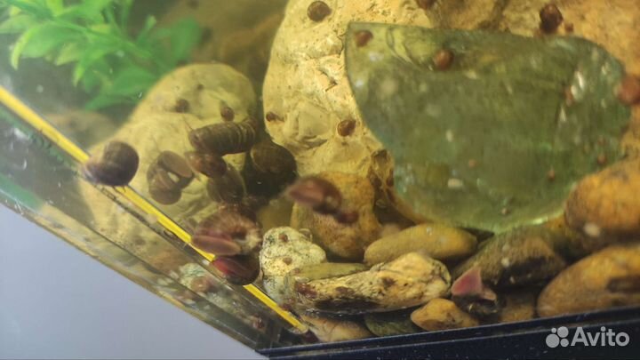 Улитки аквариумные