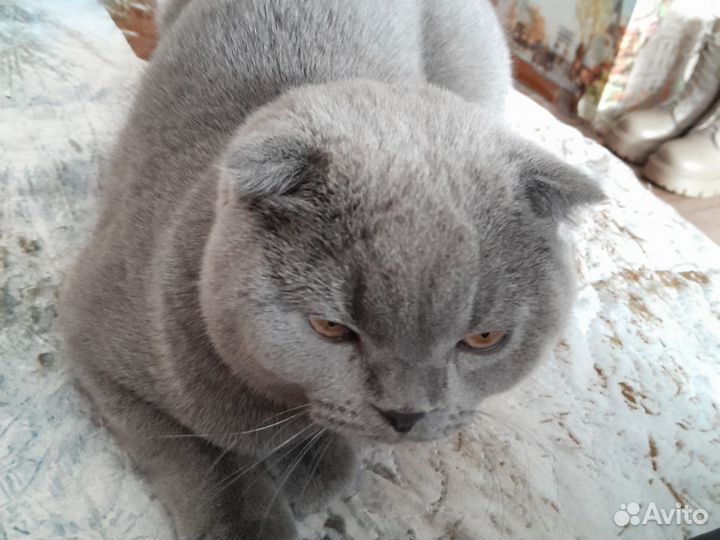 Британский вислоухий кот, отдам в хорошие руки
