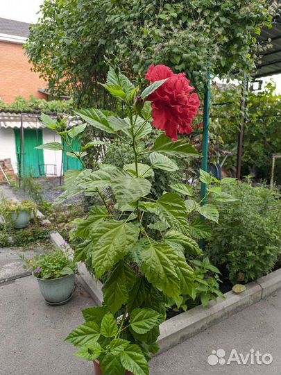 Гибискус китайская роза