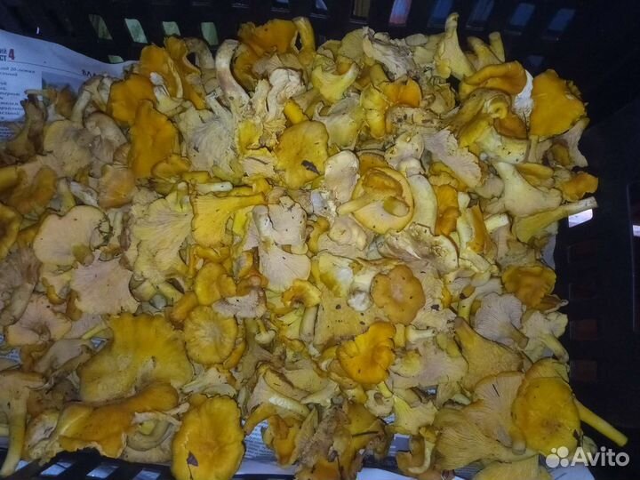 Грибы лисички
