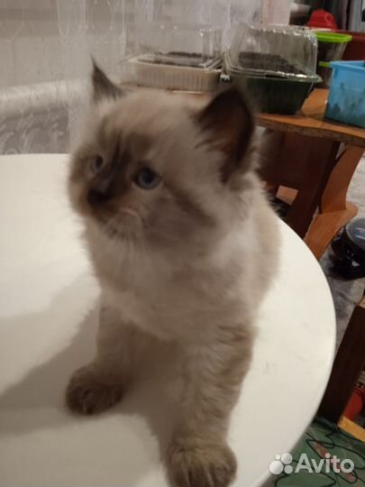Котенок в добрые руки