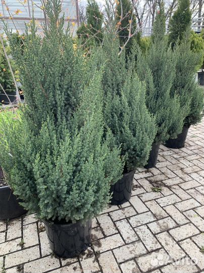 Можжевельник Стрикта
