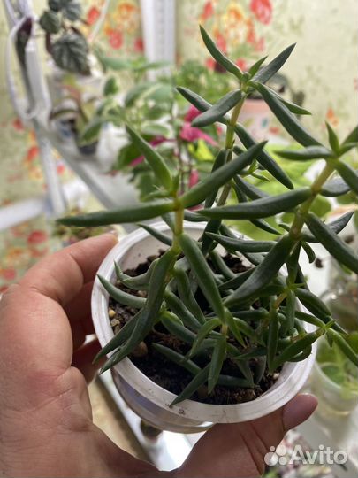 Наборы суккулентов