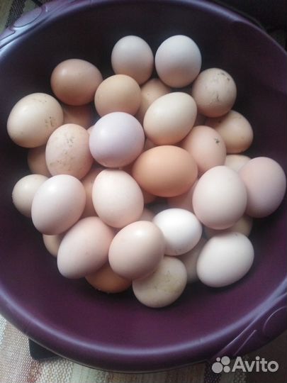 Инкубационное яйцо