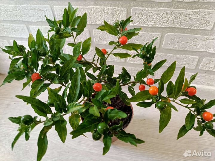 Соланум, пальма арека