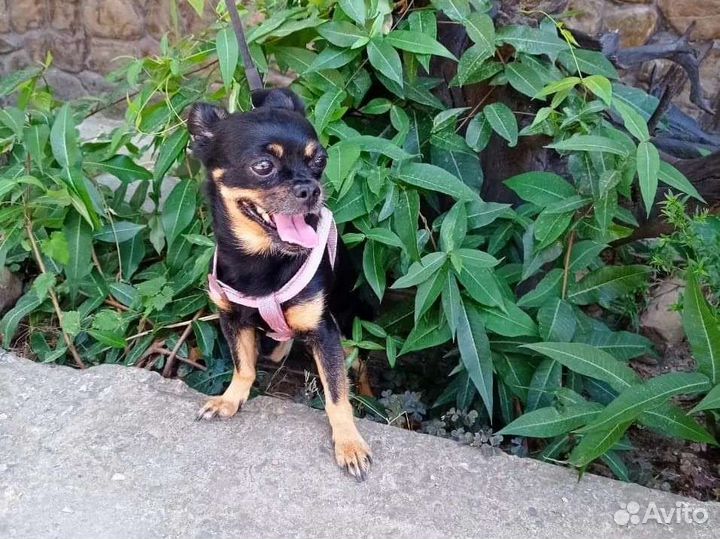 Мини той-терьер