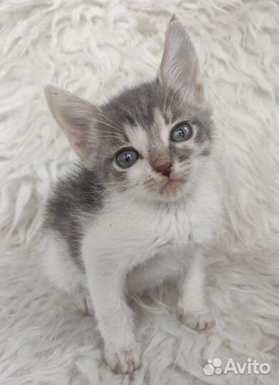 Спасенные от смерти пушистые комочки