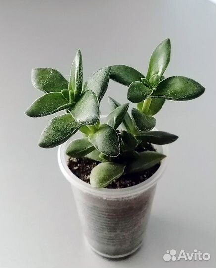 Крассула Спринг Тайм. Spring Time. Суккулент