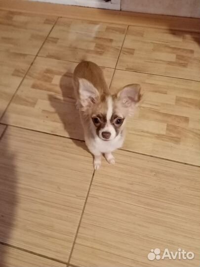 Щенок чихуахуа мини девочка