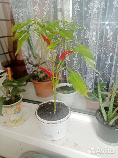 Перчик горкий огонёк