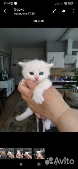 Кошки в добрые руки бесплатно