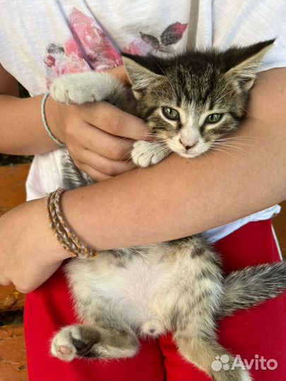 Кошка в дар бесплатно