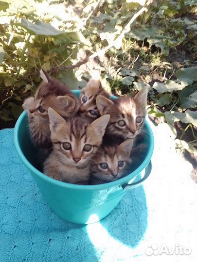 Котята - тигрята в дар