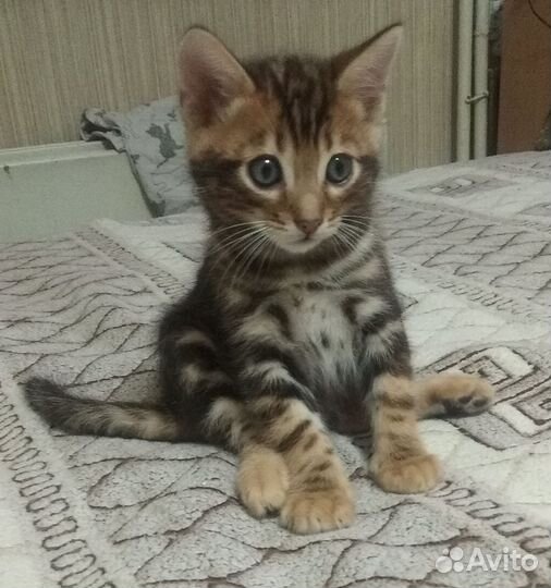 Бенгальские котята