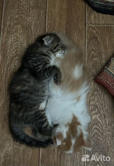 Отдам в добрые руки