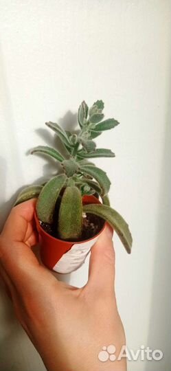 Каланхоэ войлочное (томентоза) суккулент