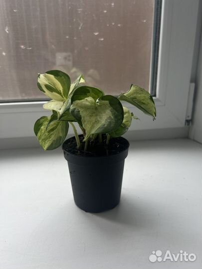 Комнатные растения