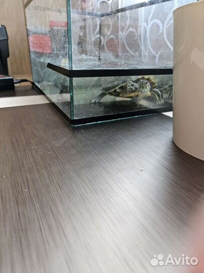 Красноухая черепаха в добрые руки