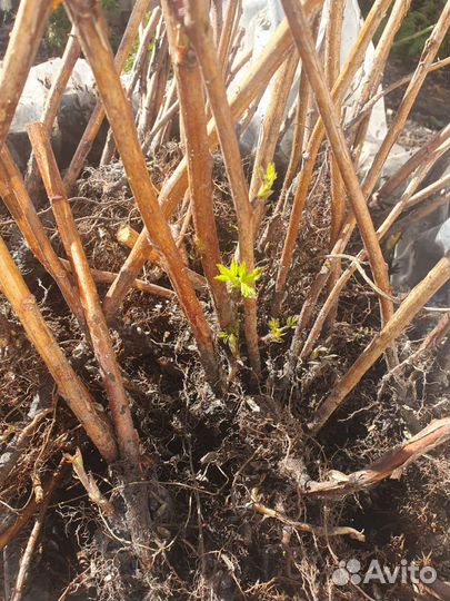 Саженцы малина сорт Таганка