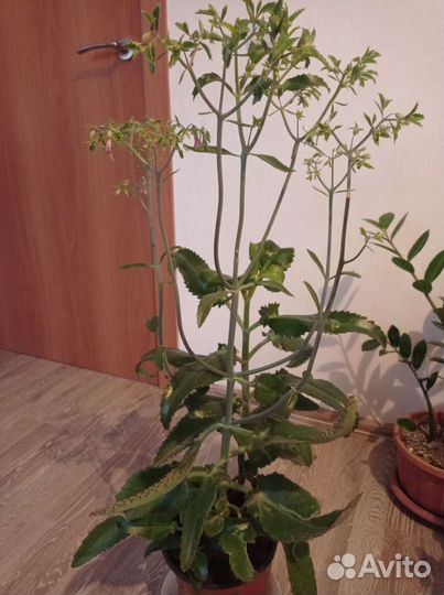 Каланхоэ лечебное