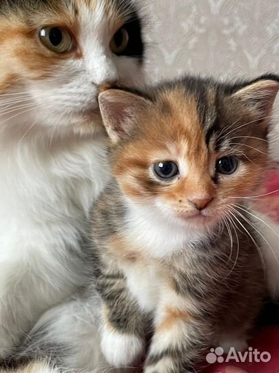 Отдам в добрые руки замечательного котенка