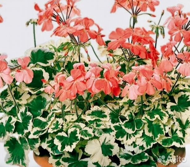 Пеларгония герань #3