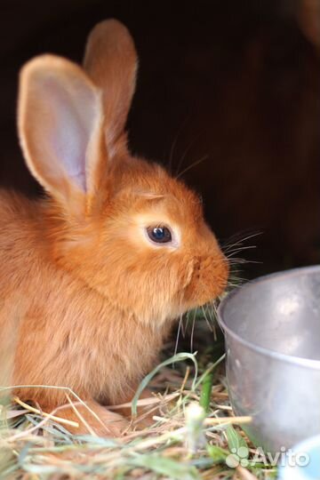Кролики нзк новозеландские красные