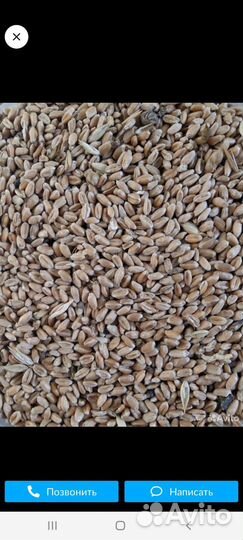 Зерно и пшеница озимая,и ячмень,на корма животным