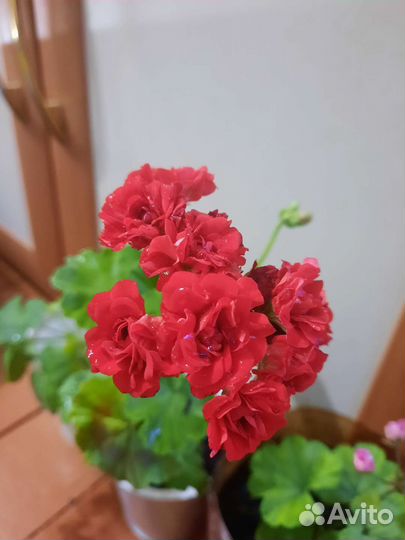 Пеларгония герань