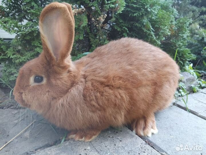 Самец Полтавское серебро 5 мес