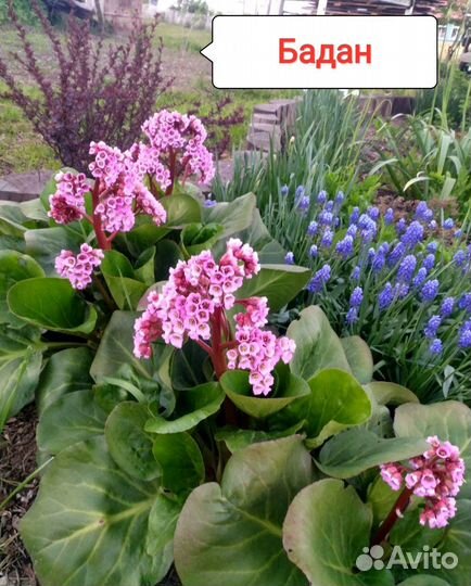 Многолетники