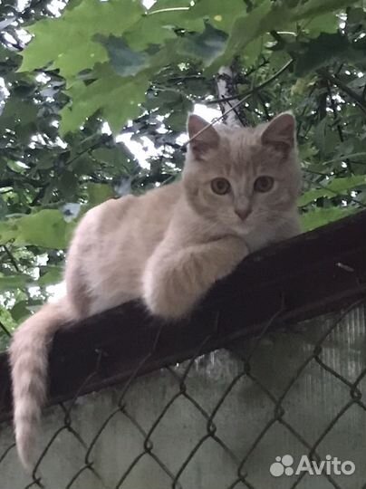 Кошка в дар