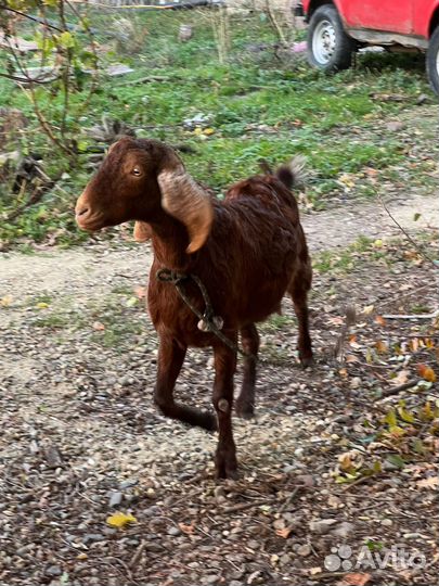 Нубийская коза 100%