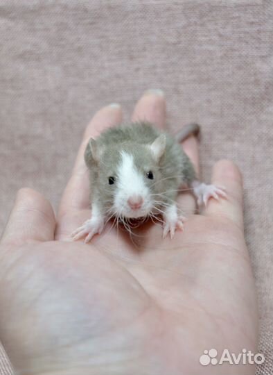 Крысята из питомника. Декоративная крыса