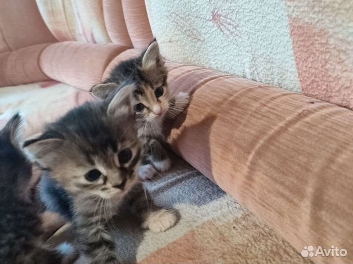 Котенок в дар бесплатно