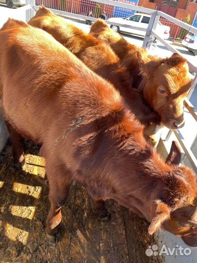 Телочки и бычки