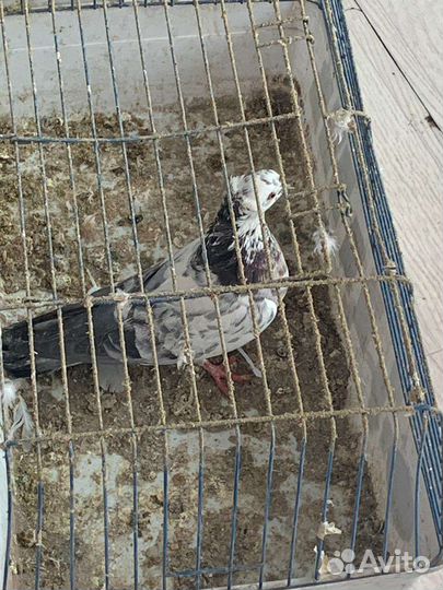 Продажа голубей