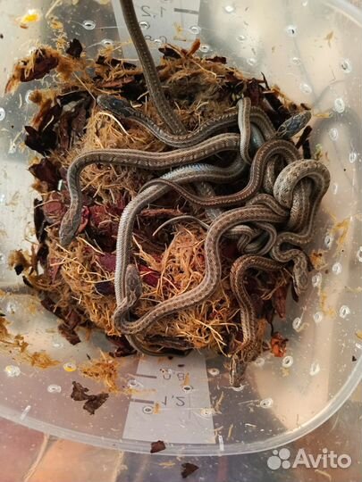 Полозы узорчатые