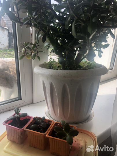 Толстянка живое денежное дерево