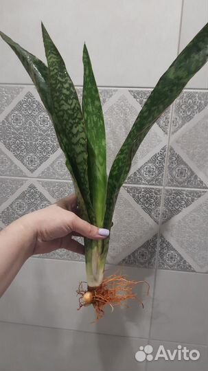 Сансевиерия аубрутиана драгон